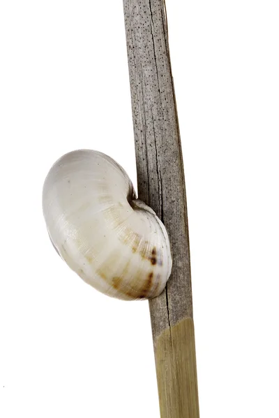 Snail on white background — Stock Photo, Image