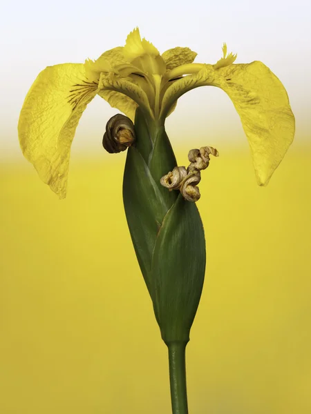 Delicate yellow flower — Stock Photo, Image