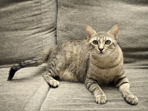 Kissanpentu hänen sohvalla — kuvapankkivalokuva