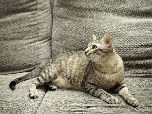 Gatito en su sofá —  Fotos de Stock