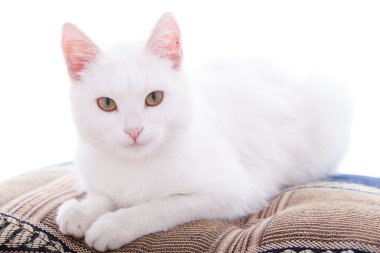 Beyaz bacgroung beyaz kedi