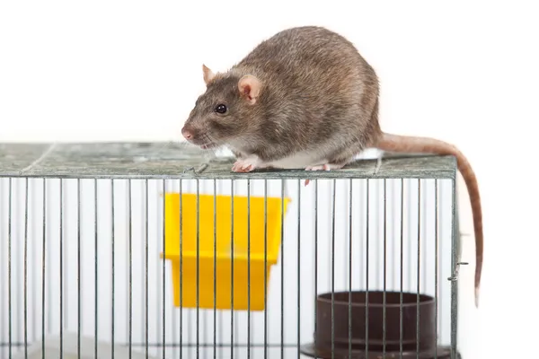 Rat op een coop — Stockfoto
