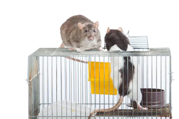 Twee ratten op een coop — Stockfoto