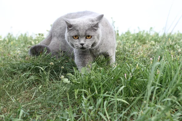英国猫站在草丛中的期待着 — 图库照片