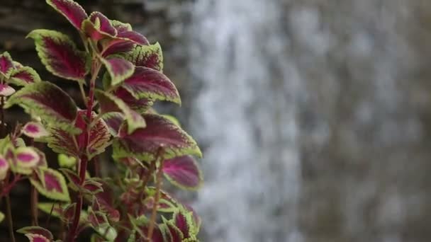 Wasser fließt nach unten — Stockvideo