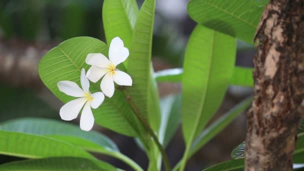 Witte bloem met groene bladeren — Stockvideo