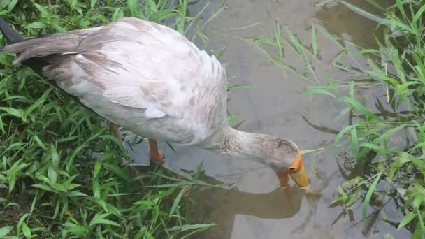 Stork in creek — Stock Video