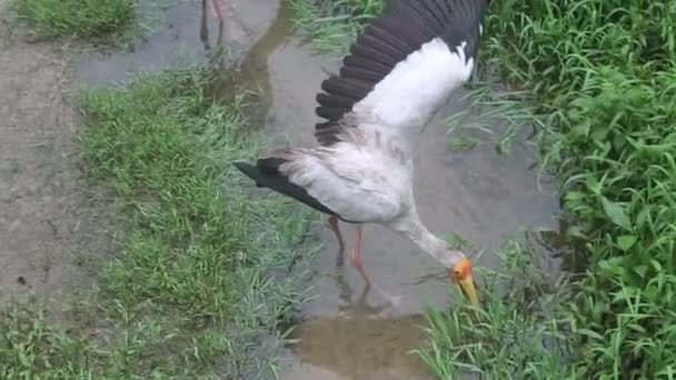 Storch im Bach — Stockvideo