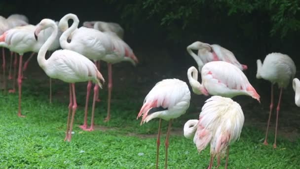 Rózsaszín flamingók — Stock videók