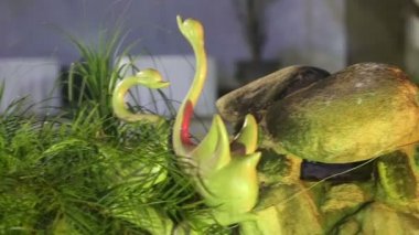 Dekoratif yeşil Kuğu