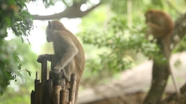 Monkeys on fence — Stock Video