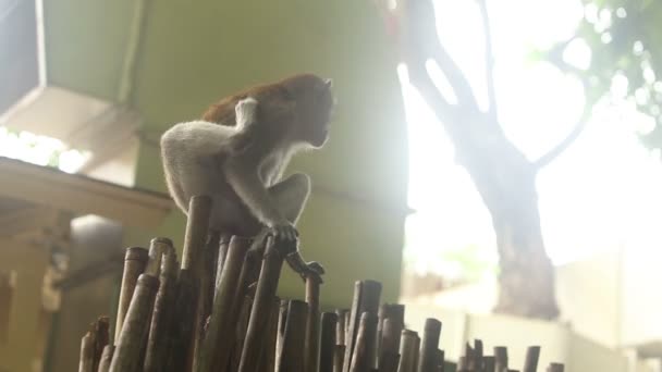 Singe sur la clôture — Video