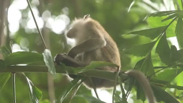 Серая обезьяна — стоковое видео