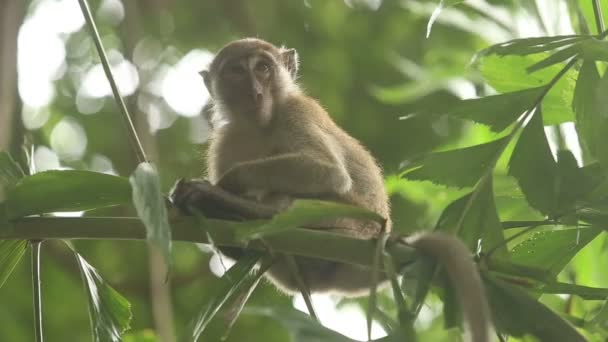 Macaco cinzento — Vídeo de Stock