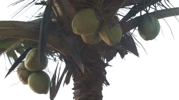 Noci di cocco su una palma — Video Stock