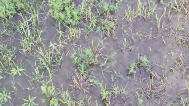 Капает вода на траву — стоковое видео