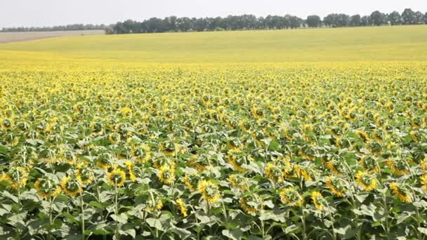 Feld mit Sonnenblumen — Stockvideo