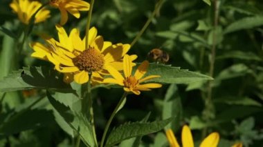 Arılar polen toplamak için sarı conflowers etrafında uçar