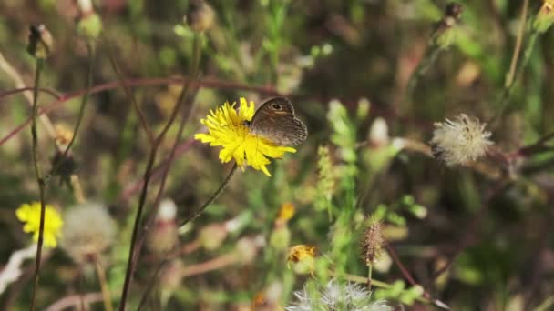 Wilder Schmetterling sitzt auf gelbem Löwenzahn und sammelt Pollen — Stockvideo