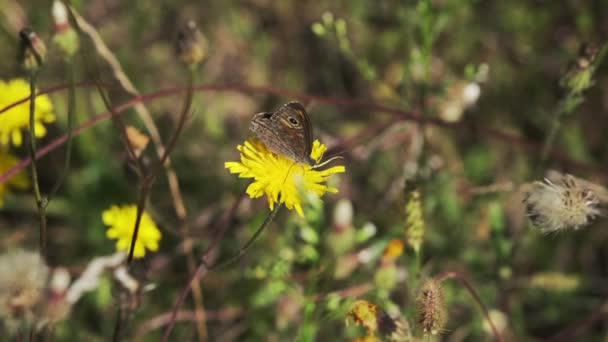 Mariposa recoge el polen sentado en el diente de león amarillo salvaje — Vídeos de Stock