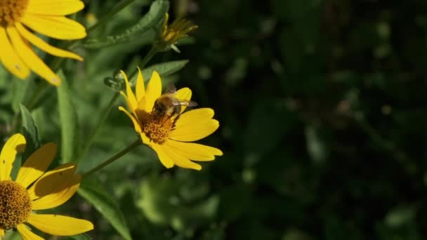 Honeybee poliniza el coneflower amarillo salvaje en el jardín — Vídeos de Stock