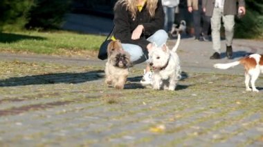 Parkta gezen köpekler safkan köpekler yol boyunca koşar.