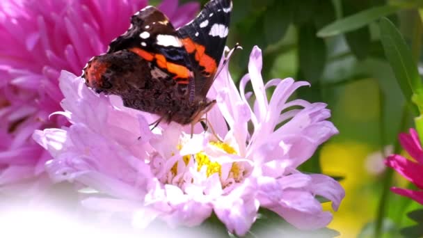 春の公園で蝶と紫の花を閉じる — ストック動画