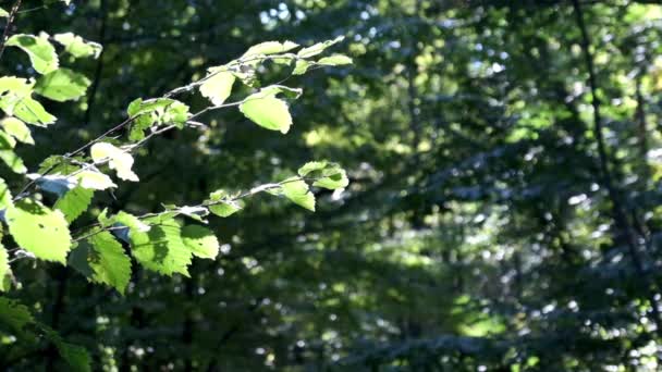 Bosque de primavera con plantas verdes ramas de tilo — Vídeos de Stock