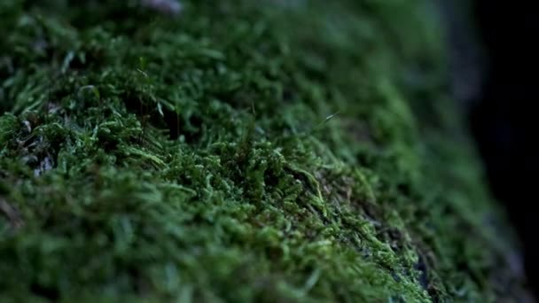 Mos groeit op oude stenen bryofyten in het wild regenwoud — Stockvideo