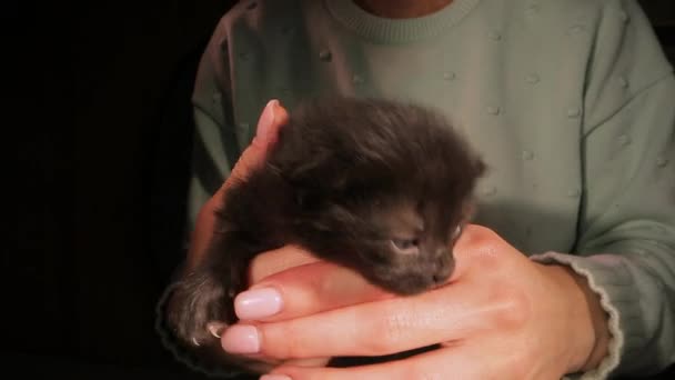 Gatito Amigable Mascota Señora Suéter Verde Muestra Lindo Negro Recién — Vídeo de stock