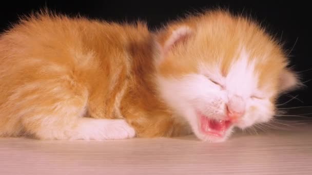 Pequeno Gatinho Adorável Animal Triste Pequeno Vermelho Branco Fofo Gatinho — Vídeo de Stock