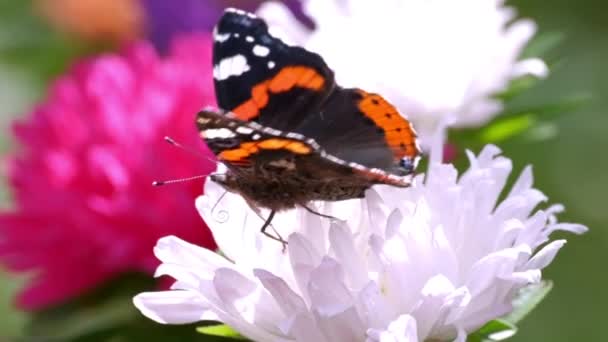 나비와 공원에 무늬가 있는우아 공원에서 꽃잎이 꽃에서 날아간다 — 비디오