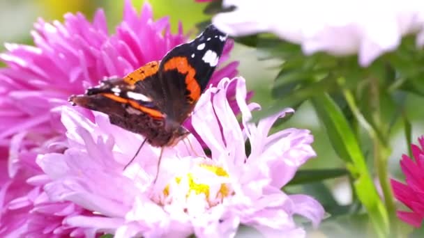 อผสมเกสรดอกไม ในว แดด แมลงท งดงามท ปแบบท สวยงามรวบรวมละอองเกสรจากแอสเตอร วงในสวนม มมองใกล — วีดีโอสต็อก