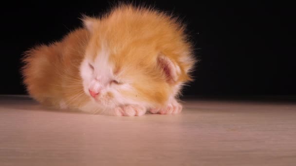 国内の子猫ちゃん かわいい赤と白のふわふわの赤ちゃん猫の睡眠黒の背景に木製の床の上に頭を回しますクローズアップ Laowaレンズショット — ストック動画