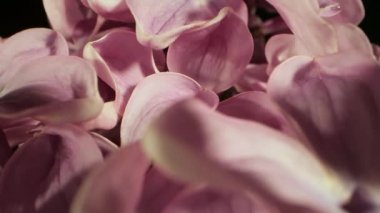 Pembe leylak çiçekleri bahar buketi. Bir demet taze aromatik çiçek ve siyah arka planda yumuşak yapraklar Iowa mercek görüntüsü