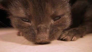 Küçük kedi yavrusu. Korkmuş küçük siyah saçlı bebek kedi ağlar ahşap zeminde, arka planda, yakın planda, laowa objektifinin yakın görüntüsünde.