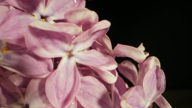 Leylak çiçeği bahar mevsimi. Siyah arka plan makro manzaralı laowa mercekli küçük yapraklarla aromatik çiçek açan küme.