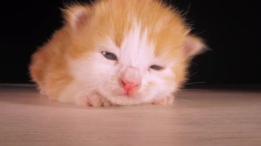 Küçük kedi yavrusu, sevimli hayvan. Tatlı pofuduk kedi miyavlıyor ve siyah arka planda, laowa lenslerinin yakın planında ahşap zeminde uykuya dalıyor.