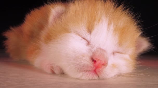 Gatinho Amistoso Bonito Animal Doméstico Com Olhos Fechados Dorme Chão — Vídeo de Stock