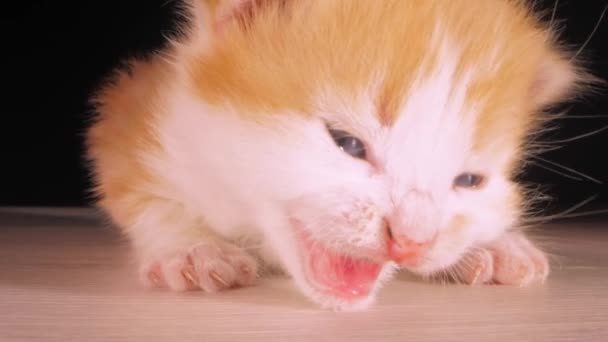小猫咪友善的宠物 可爱的红白相间的毛茸茸的小猫咪宝宝躺在木地板上 黑色背景特写的老猫镜头被射中了 — 图库视频影像
