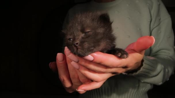 Een Klein Dierenpoesje Vrouwelijke Eigenaar Groene Trui Toont Schattig Klein — Stockvideo