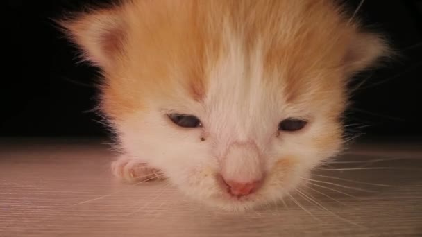 Küçük Kedicik Evcil Hayvan Sevimli Üzgün Küçük Kırmızı Beyaz Kedi — Stok video