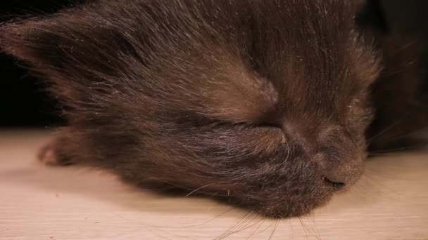 子猫ちゃん優しいペット 黒い背景の上に木製のテーブルの上に寝そべっている愛らしい疲れ小さな猫の動物の睡眠クローズアップLaowaレンズショット — ストック動画