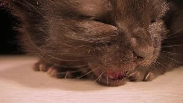 小猫咪 家养的动物 惊慌失措的黑色毛茸茸的小猫咪叫着躺在木制桌子上 深色背景 近视乳白色镜头拍摄 — 图库视频影像