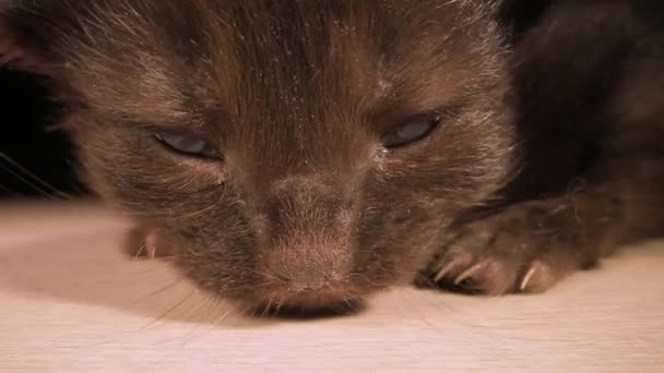Een Klein Dierenpoesje Bang Klein Zwart Haar Baby Kat Huilt — Stockvideo