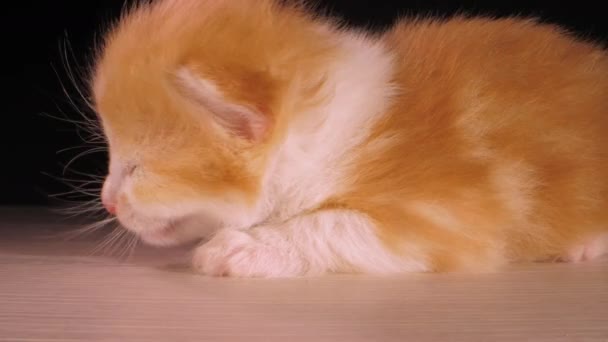 小动物宠物猫 小红白相间的睡梦中毛茸茸的小猫咪把头靠在地板上 用黑色背景特写镜头拍摄 — 图库视频影像