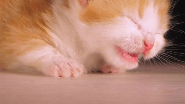 小猫咪友善的宠物 一只睡意朦胧的毛茸茸的猫在黑色背景的木地板上睡着了 — 图库视频影像