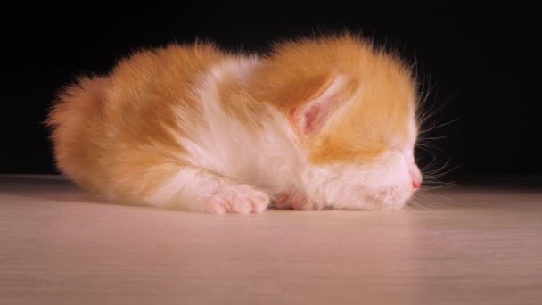 小さな動物の子猫ペット 愛らしい赤と白のふわふわの赤ちゃん猫は黒い背景のテーブルの上で眠るビュー Laowaレンズショット — ストック動画