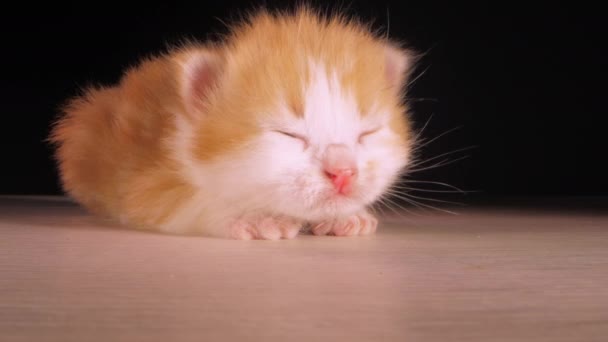 Pequeno Gatinho Animal Doméstico Adorável Vermelho Branco Fofo Bebê Gato — Vídeo de Stock