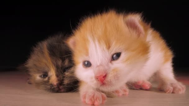 可爱的小动物猫咪可爱的毛绒绒家养宠物一起躺在木制地板上的黑色背景特写乳白色镜头镜头拍摄 — 图库视频影像